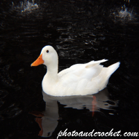 Duck - White Beauty