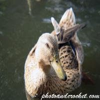 Ente – Mach ein Foto