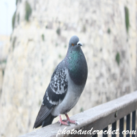 Pigeon - Image