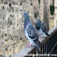 Pigeon - See who is coming