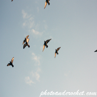 Pigeon - In Flight