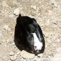 Papra – Tisħon wara għawm