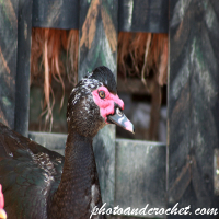 อัลบั้มสัตว์