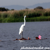 Great Egret - Image