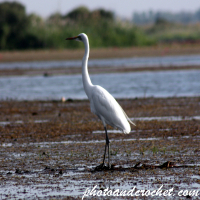 Egrets
