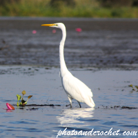 Egrets