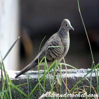 Peaceful Dove - Coming close