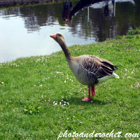 Duck - What are you talking about