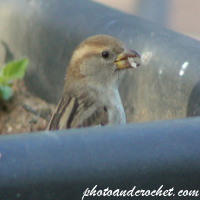 House sparrow - Sparrow in a box