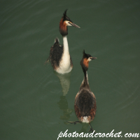 Great Crested Grebe - Podiceps cristatus - Nice couple
