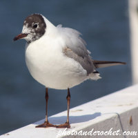 Seagull - Watching you