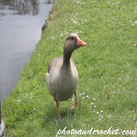 Duck - Up for a chat