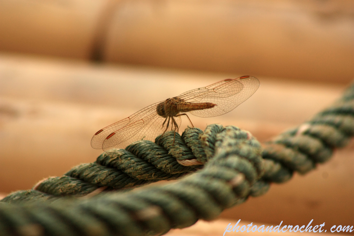 Dragonfly - Image