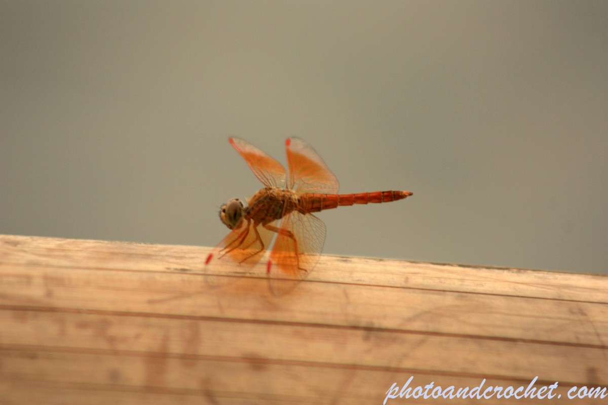 Dragonfly - Image