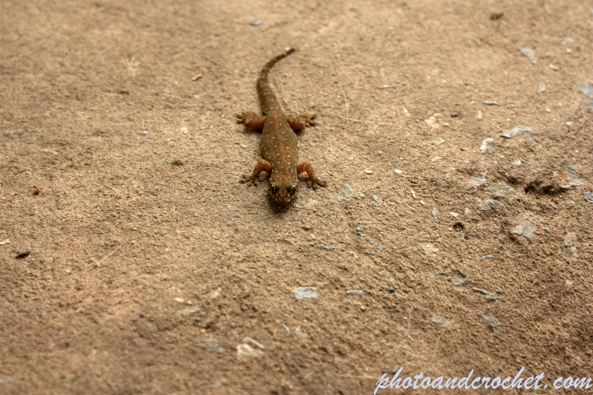 Gecko - Images