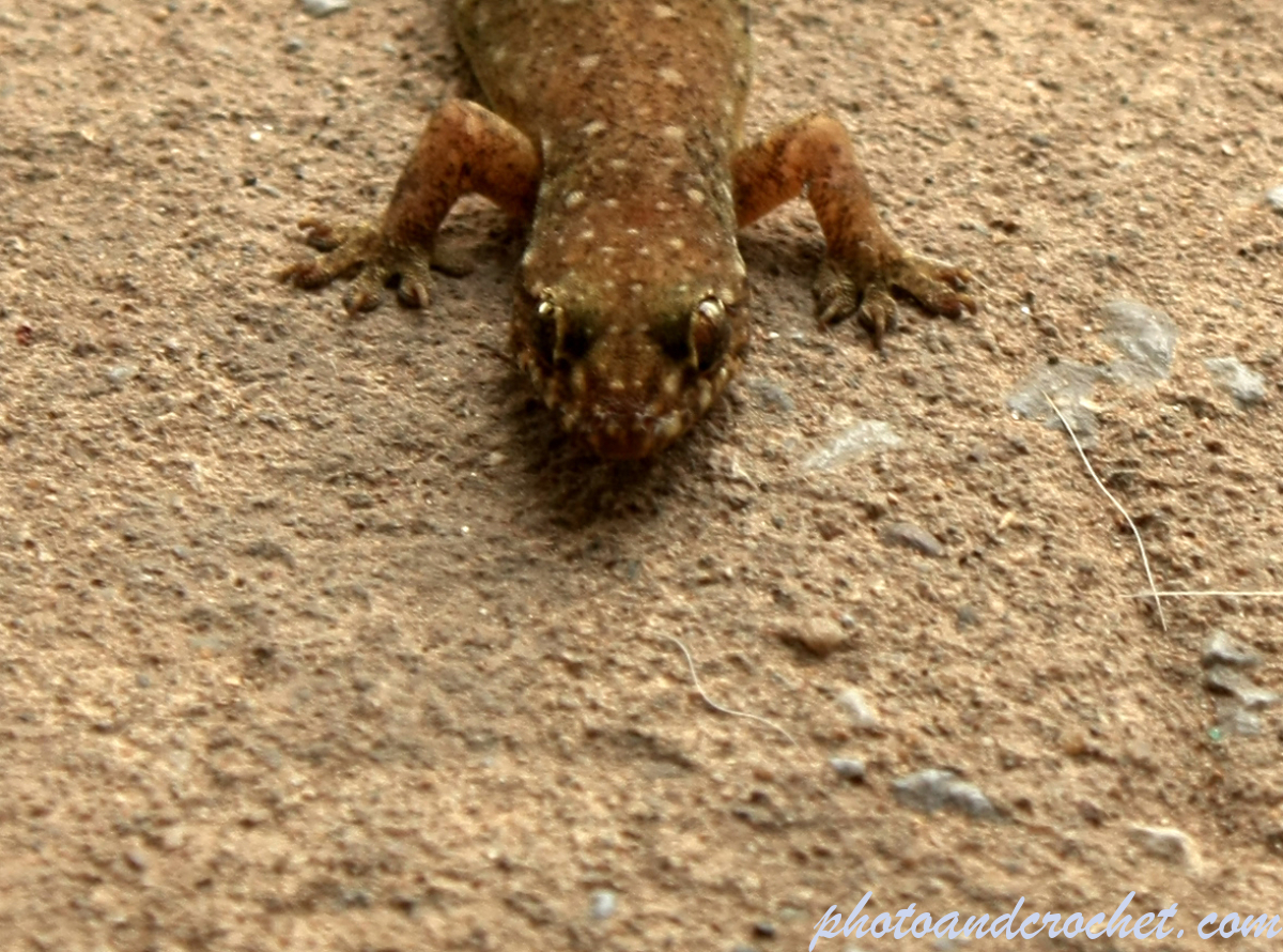 Gecko - Image
