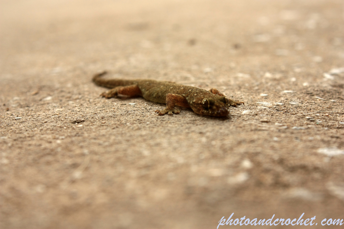 Gecko - Images