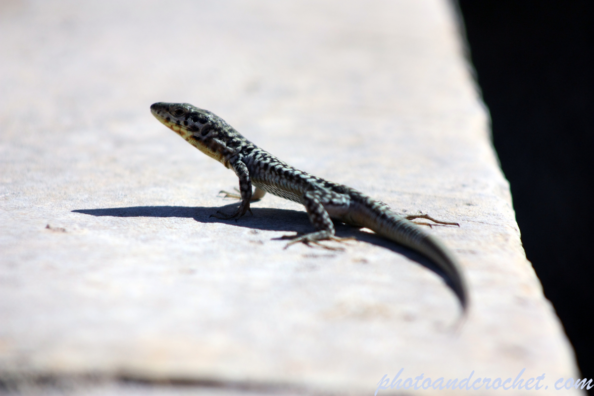 Lizard - Image