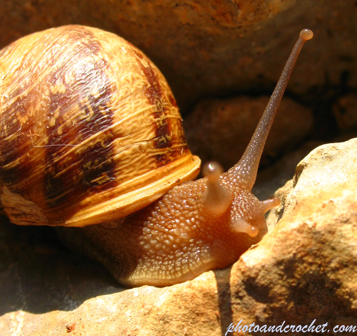 Snail - Image
