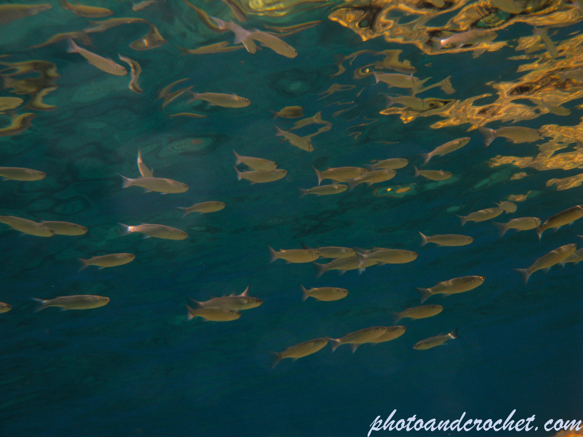 Aquatic Background - Image