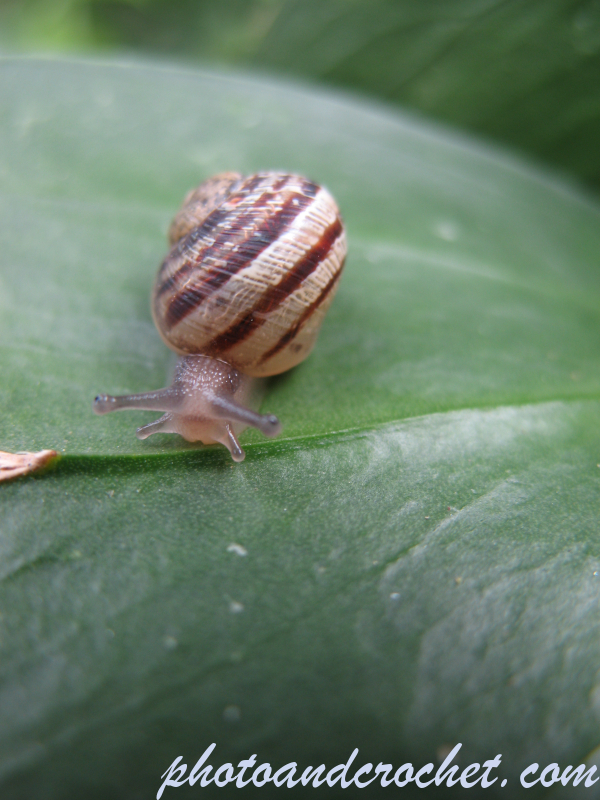 Snail - Image