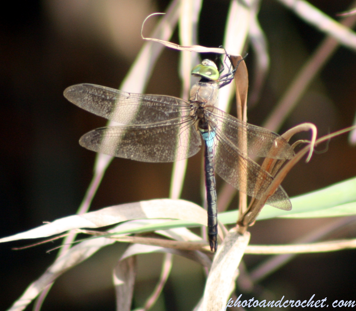 Dragonfly - Image