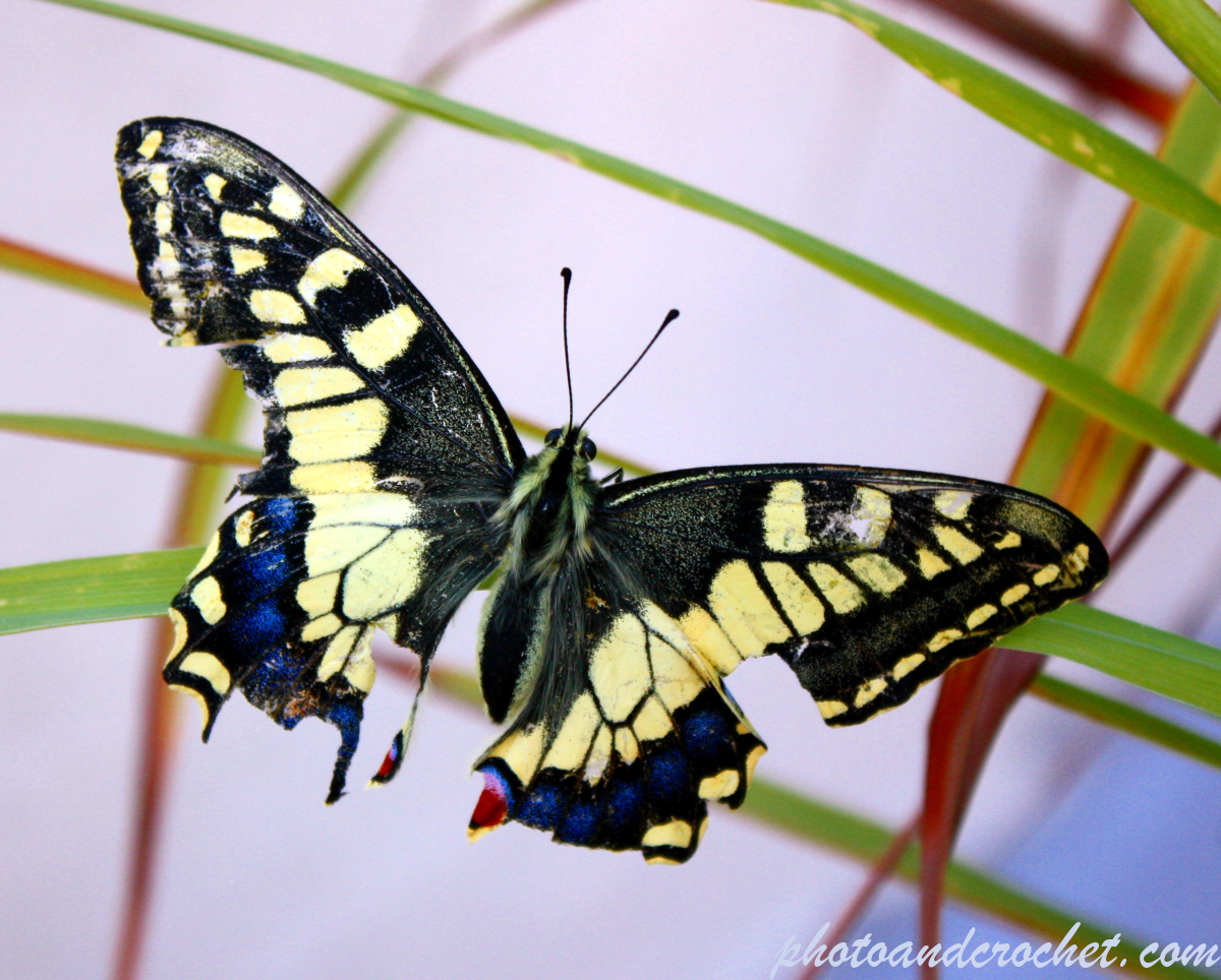 Butterfly - Image