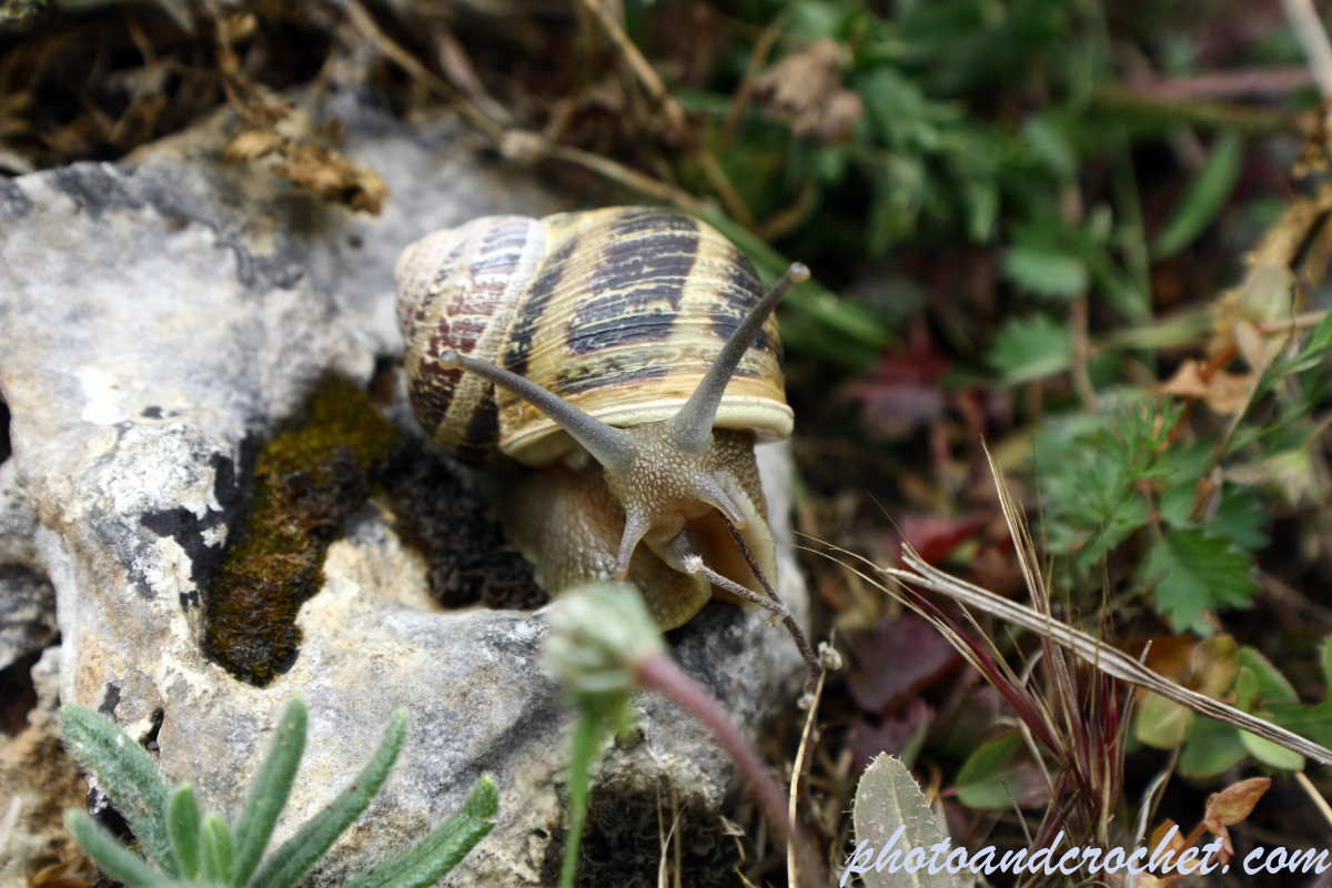 Snail - Image