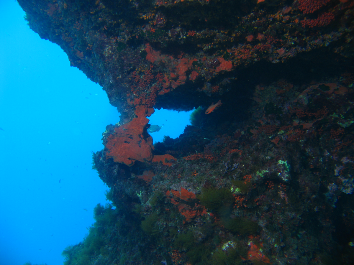 Aquatic Background - Image