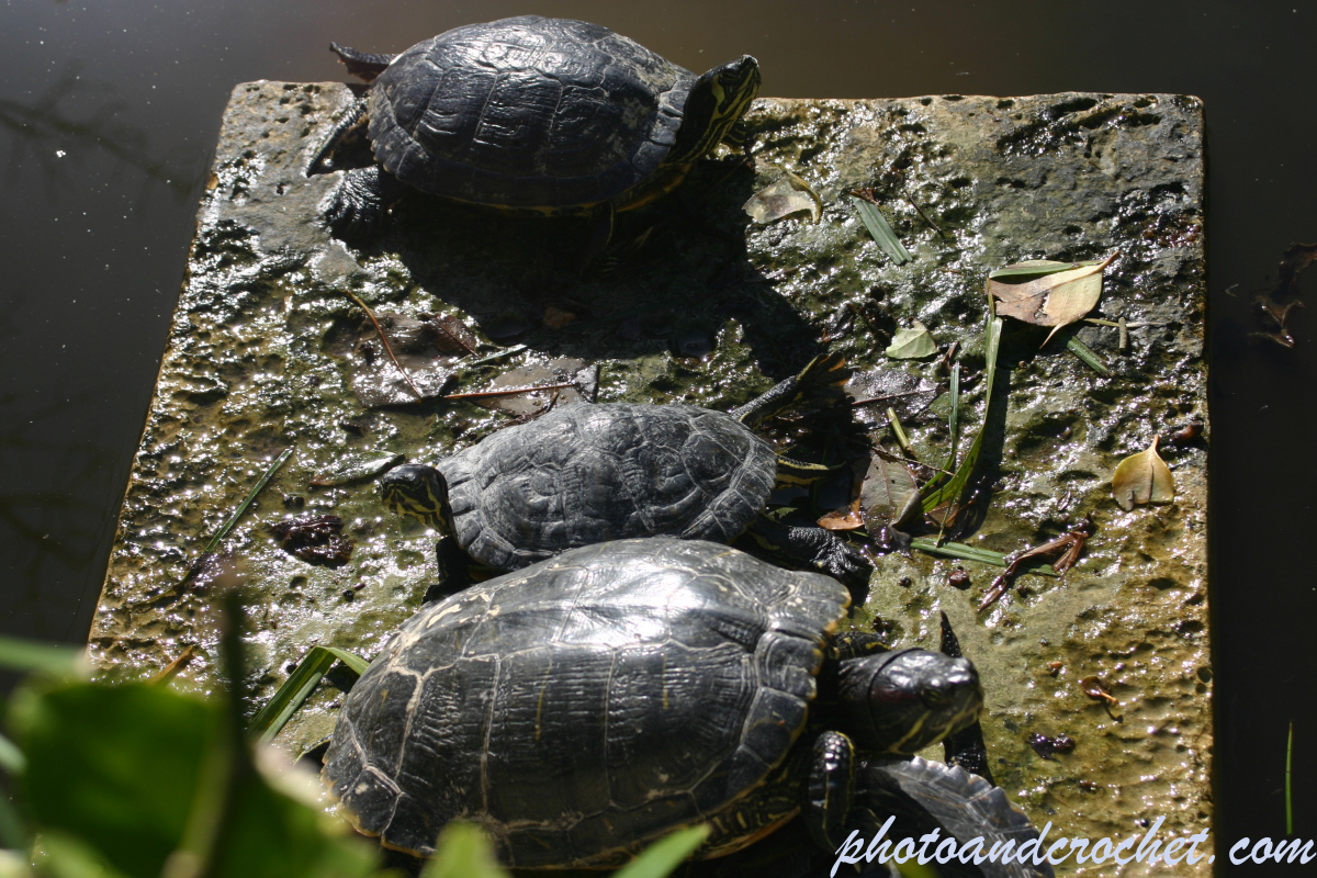 Reeves turtle - Image