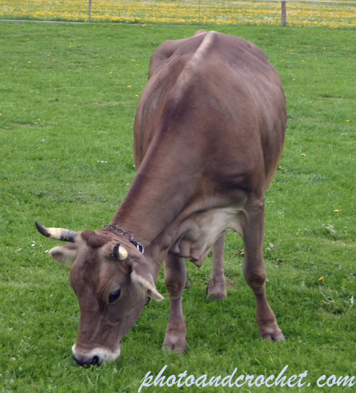 Cow - Image