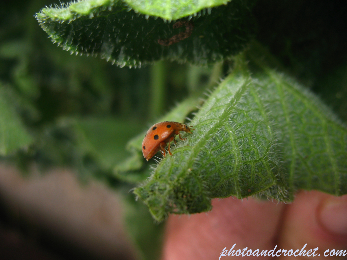 Ladybird - Image