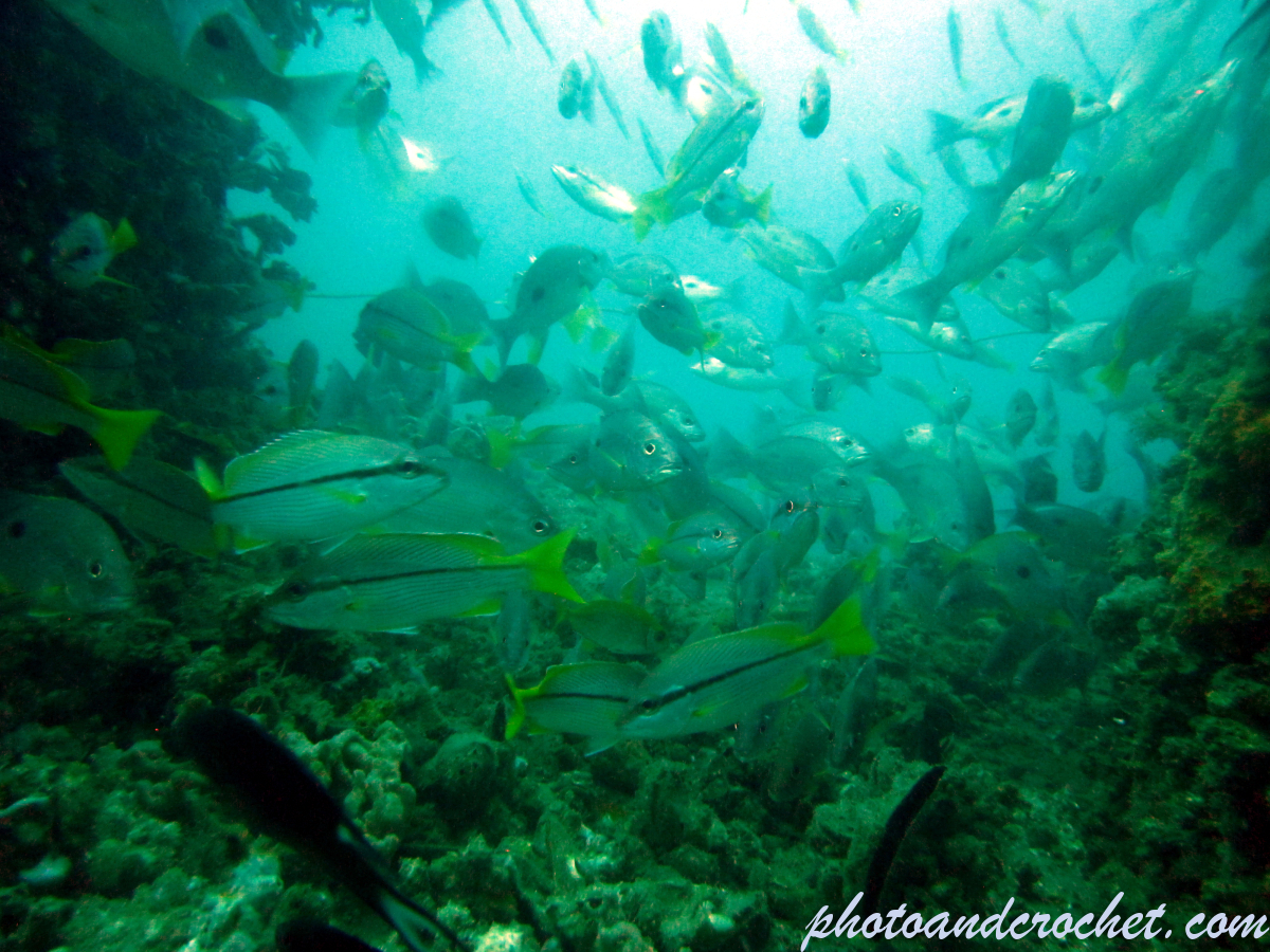 Aquatic Background - Image