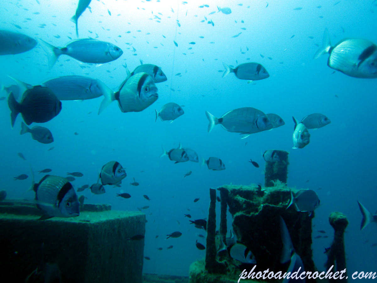 Aquatic Background - Image