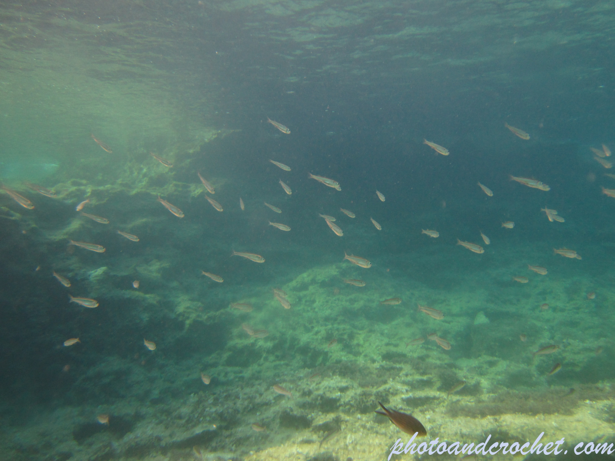 Aquatic Background - Image