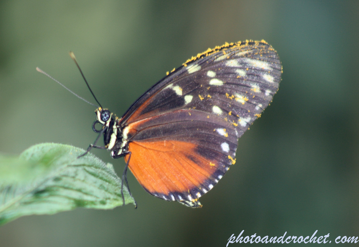 Butterfly - Image