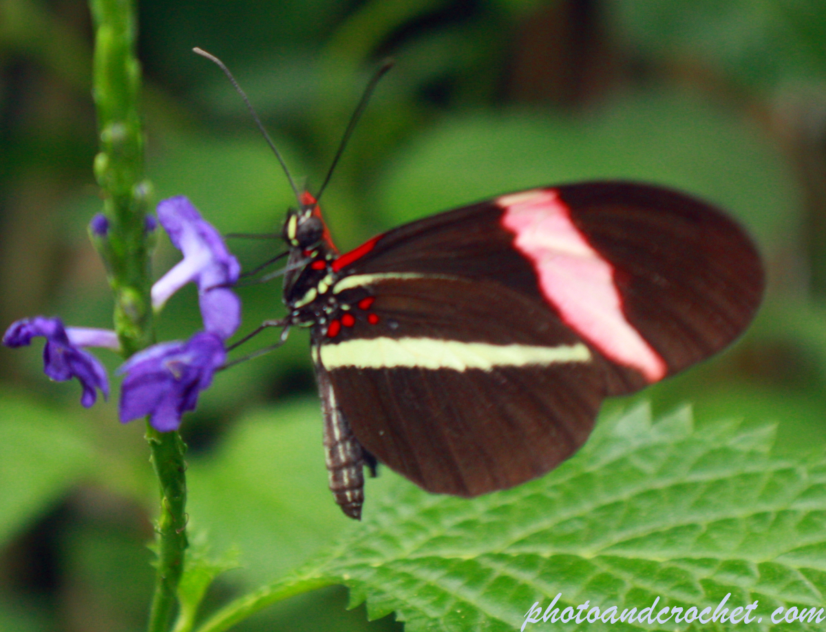 Butterfly - Image