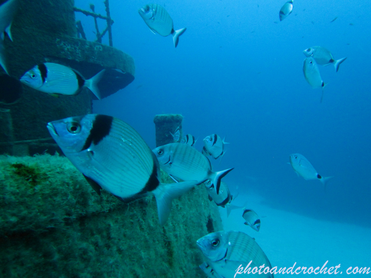 Aquatic Background - Image