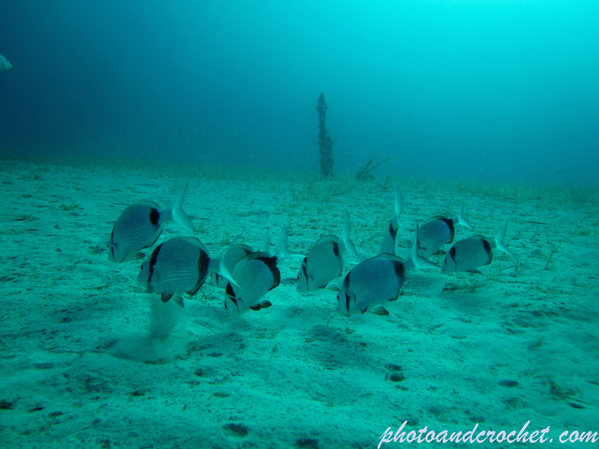 Aquatic Background - Image