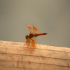 Dragonfly - Image