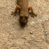 Gecko - Image
