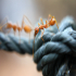 Ant - Image