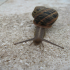 Snail - In a rush