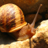 Snail - Image