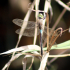 Dragonfly - Image