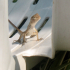 Gecko - Image