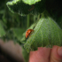 Ladybird - Image