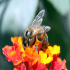 Bee - Image