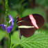 Butterfly - Image