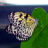 Butterfly - Image